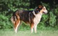Rare Moroccan Atlas Dog Breed Faces Extinction Amid Global Trafficking
