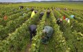 Record Number of Moroccan Workers Granted EU Seasonal Permits in 2023