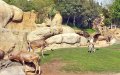 Renovated Casablanca Zoo Set to Reopen with Free Admission and New Animal Species