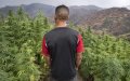 UN Report: Morocco Tops Global Cannabis Production, Spain Key Transit Point