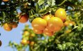 EU Reports Fewer Pesticide Violations in Moroccan Produce Imports