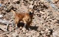 Rescue Dogs Aid Search Efforts in Morocco Earthquake Aftermath