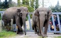 Retired Circus Elephants to Find New Home in Casablanca Zoo After Belgian Rehabilitation