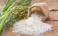 Rice: Morocco attacks at the WTO