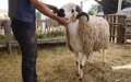 Rising Sheep Prices Spark Concerns Ahead of Eid al-Adha in Morocco