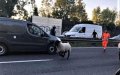Runaway Sheep Causes Stir on Paris Highway Ahead of Eid al-Adha