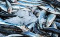 Russia Blocks 56 Tons of Moroccan Fish Over Labeling Discrepancy