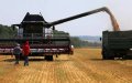 Russia Restricts Wheat Exports to Former Soviet States, Global Supply Concerns Rise