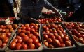 Russia Urged to Ban Moroccan Tomato Imports Amid EAEU Producers' Concerns