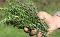 Salmonella Contamination Prompts Recall of Moroccan Thyme in French Stores