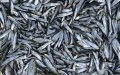 Sardine Prices Plunge in Morocco as Catch Surges, Benefiting Consumers