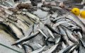 Sardine Prices Skyrocket in Morocco, Shocking Consumers and Straining Budgets