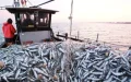 Sardines Move Away as Fuel Prices Soar: Moroccan Fishers Face a Double Trap