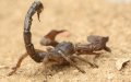 Scorpion Stings Surge in Morocco as Summer Heat Intensifies, Experts Warn