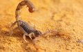 Scorpion Surprise: French Family Finds Moroccan Stowaway Under Child's Bed
