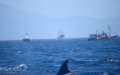 Search Continues for Four Moroccan Fishermen Missing off Gibraltar Coast