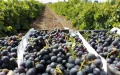 A service provider disappears in Morocco: tax authorities demand 212,000 euros from seven French winegrowers