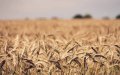 Severe Drought Slashes Morocco's Wheat Production by 67%, FAO Reports