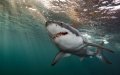Shark Attack off Canary Islands: German Tourist Critically Injured at Sea