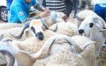 Sheep Prices Plummet in Morocco Ahead of Aid Al Adha Due to COVID-19 Surplus