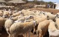 Sheep Prices Surge in Morocco as Eid Al-Adha Approaches and Expats Return Home