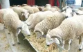 Soaring Meat Prices Strain Moroccan Budgets for Eid al-Adha Celebrations