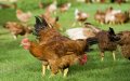 Soaring Poultry Prices Spark Outrage in Morocco Amid Economic Pressure