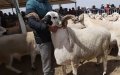 Soaring Sheep Prices Force Moroccans to Seek Alternatives for Eid al-Adha Sacrifice