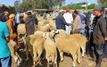 Soaring Sheep Prices Lead to Reduced Eid al-Adha Sacrifices in Morocco