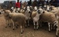 Soaring Sheep Prices Raise Concerns Ahead of Eid al-Adha in Morocco