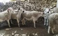 Soaring Sheep Prices Threaten Eid al-Adha Celebrations in Morocco