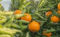 Spain Accuses Moroccan Citrus of Strangling Its Producers