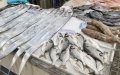 Spain Blocks Moroccan Fish Imports Over Anisakis Parasite Concerns