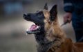 Spain Faces High Rabies Risk Due to Low Dog Vaccination Rates, Study Warns