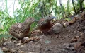 Spain Had Lost This Species: 18 Birds Arrive from Morocco to Bring It Back
