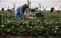 Spain to Recruit 19,000 Moroccan Women for Seasonal Berry Harvest