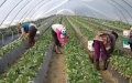 Spain Turns to Honduras for Farm Labor as Morocco Crisis Threatens Harvest