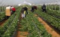 Spain Turns to Moroccan Migrants to Save Agricultural Season Amid Labor Shortage
