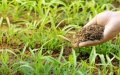 Spain Turns to Morocco for Fertilizers Amid Global Supply Crunch