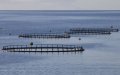 Spain's Popular Party Files Complaint Over Moroccan Fish Farms in Spanish Waters