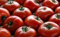 Spain's Tomato Imports Surge, with Morocco Supplying Nearly Half