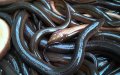 Spanish Authorities Seize 190 Kilos of Smuggled Eels Worth €250,000 at Algeciras Port