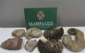Spanish Authorities Seize Undeclared Moroccan Fossils at Airport Customs