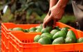 Spanish Avocado Farmers Face Surge in Moroccan Imports, Raising Concerns