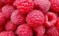 Spanish Berry Farmers Demand Stricter Controls on Moroccan Raspberry Imports