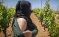 Spanish Farm Director Accused of Sexually Assaulting Moroccan Seasonal Worker