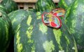 Spanish Farmer Gives Away 100 Tons of Watermelons Amid Price Collapse and Import Surge