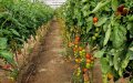Spanish Farmers Protest EU-Morocco Trade Deal, Citing Unfair Competition