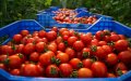 Spanish Farmers Protest EU's Tomato Import Policies Amid Morocco Competition