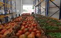 Spanish Farmers Protest as Moroccan Produce Floods EU Market, Driving Prices Down